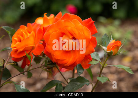 Award-winning rose Super Trouper, ein helles orange Edelrosen, die Neuheit des Jahres 2010 stieg gewonnen Stockfoto
