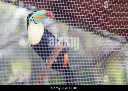 Costa Rica, San José, Toucan (Ramphastidae) in Simon Bolivar Parque Zoologico y Jardin Botanico Nacional von San Jose Stockfoto