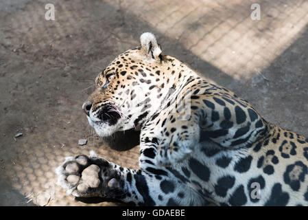 Costa Rica, San José, Leoparden (Panthera Pardus) in der Simon Bolivar Parque Zoologico y Jardin Botanico Nacional von San Jose Stockfoto