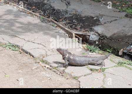 Costa Rica, San José, Leguan in der Simon Bolivar Parque Zoologico y Jardin Botanico Nacional von San Jose, die Leguane (Iguanidae) Stockfoto