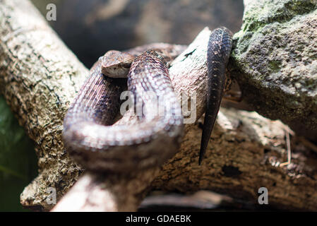 Costa Rica, San José, Schlange in der Simon Bolivar Parque Zoologico y Jardin Botanico Nacional von San Jose Stockfoto