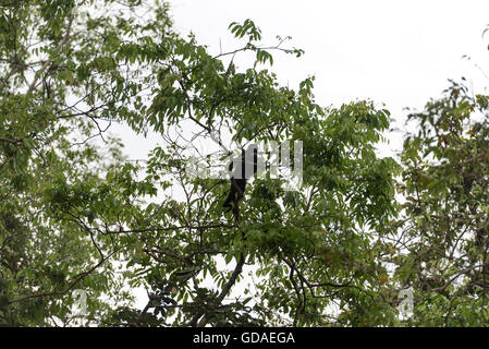 Limón, Tortuguero, Nationalpark Tortuguero, Costa Rica, Affenarten der Gattung Brüllaffen innerhalb der Klammeraffe (Atelidae) in Trotuguero Stockfoto