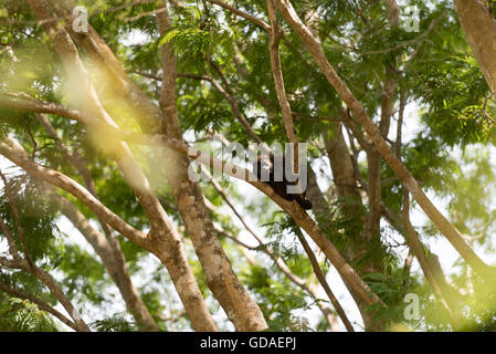 Costa Rica, Guanacaste, Coco, Brüllaffen (Alouatta) sind eine Gattung der Primaten aus der Familie Atelids (Atelidae) Stockfoto