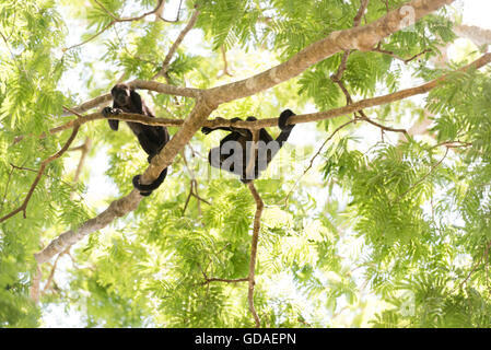 Costa Rica, Guanacaste, Coco, Brüllaffen (Alouatta) sind eine Gattung der Primaten aus der Familie Atelids (Atelidae) Stockfoto