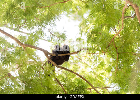 Costa Rica, Guanacaste, Coco, Brüllaffen (Alouatta) sind eine Gattung der Primaten aus der Familie Atelids (Atelidae) Stockfoto