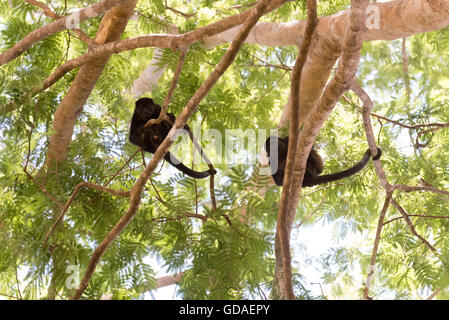 Costa Rica, Guanacaste, Coco, Brüllaffen (Alouatta) sind eine Gattung der Primaten aus der Familie Atelids (Atelidae) Stockfoto