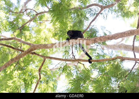 Costa Rica, Guanacaste, Coco, Brüllaffen (Alouatta) sind eine Gattung der Primaten aus der Familie Atelids (Atelidae) Stockfoto