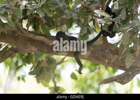 Costa Rica, Guanacaste, Tamarindo, Brüllaffen (Alouatta) sind eine Gattung der Primaten aus der Familie Atelids (Atelidae) Stockfoto