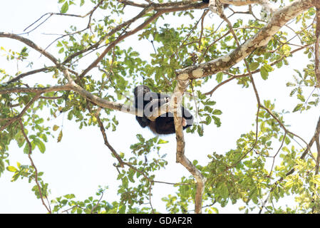 Costa Rica, Guanacaste, Dürren Brüllaffen in der Struktur der Brüllaffen (Alouatta), eine Gattung der Primaten aus der Familie der Atelids (Atelidae). Stockfoto