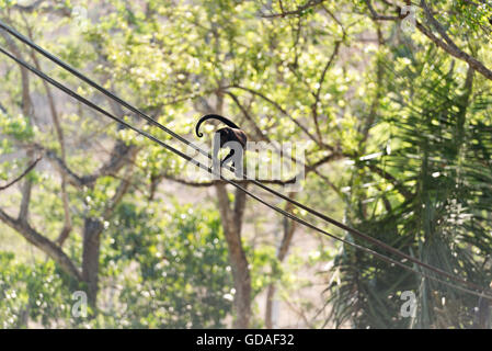 Costa Rica, Guanacaste, verletzte Brüllaffen (Alouatta) läuft über eine Stromleitung, eine Gattung der Primaten aus der Familie der Atelids (Atelidae). Stockfoto