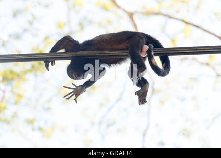 Costa Rica, Guanacaste, verletzte Brüllaffen (Alouatta) liegt auf einer Hochspannungsleitung, eine Gattung der Primaten aus der Familie der Atelids (Atelidae) Stockfoto