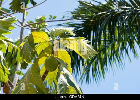 Costa Rica, Puntarenas, Brot-Baum (Artocarpus Altilis) Stockfoto