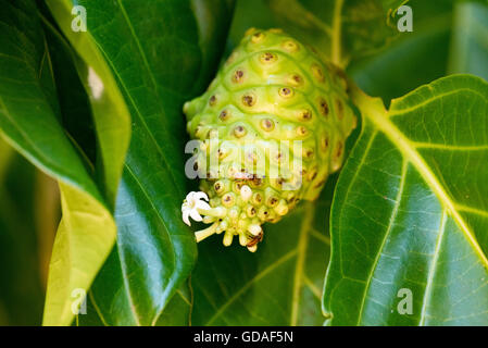 Costa Rica, Puntarenas, Nonifruit (Morinda Citrifolia L., Syn.: Morinda Bracteata Roxb.), einer Pflanzenart der Gattung Morinda Stockfoto