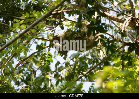 Puntarenas, Costa Rica, Quepos, Manuel Antonio National Park, Faultier (Folivora, auch Tardigrada oder Phyllophaga) Stockfoto