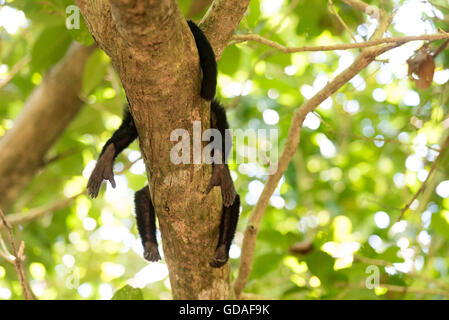 Puntarenas, Quepos, Manuel Antonio Nationalpark, Costa Rica, White-faced Capuchin Affe hängt an einem Baum, Cebus Capucinus Cara blanca Stockfoto