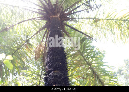 Costa Rica, Puntarenas, Quepos, Manuel Antonio Nationalpark, Macauba-Palme (Acrocomia Aculeata), einem tropischen Pflanzenarten Stockfoto