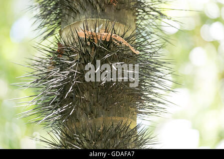 Puntarenas, Quepos, Manuel Antonio Nationalpark, Costa Rica, Macauba-Palme, Macauba-Palme (Acrocomia Aculeata) Stockfoto