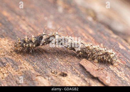 Eine gemeinsame Pilz Moth (Metalectra Discalis) Raupe (Larve) untersucht einen toter Baum Pilz bedeckt. Stockfoto