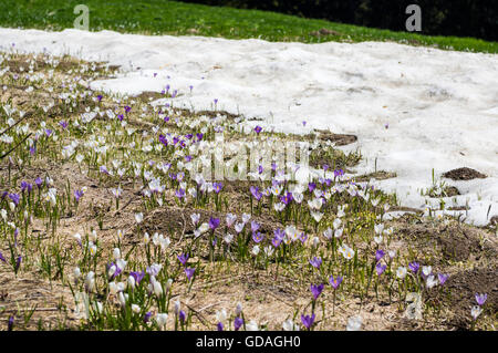 Bergfrühling Krokus (Crocus Vernus Albiflorus) Blumen in weiß und violett vor einem Patch von Schnee. Stockfoto