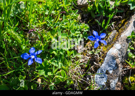 Frühjahr-Enzian (Gentiana Verna) blühen im Berner Oberland Bereich der Schweizer Alpen. Stockfoto