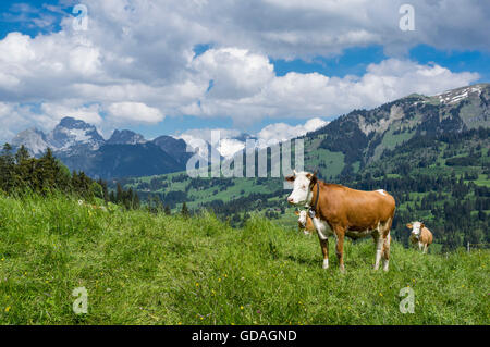 Simmentaler Fleckvieh Kühe (Bos Taurus) auf einem Berg Alm in der Schweiz. Stockfoto