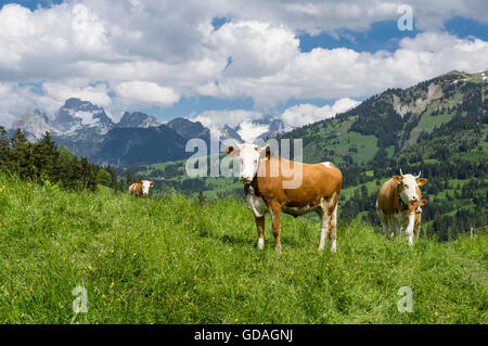 Simmentaler Fleckvieh Kühe (Bos Taurus) auf einem Berg Alm in der Schweiz. Stockfoto