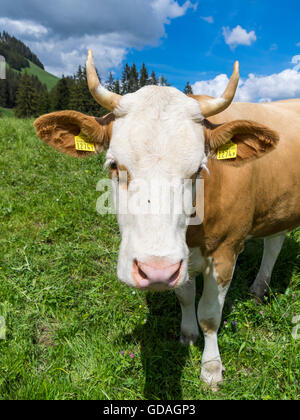 Close-up Schuss in den Kopf einer Simmentaler Fleckvieh-Kuh (Bos Taurus) auf einer Weide in der Schweiz. Stockfoto