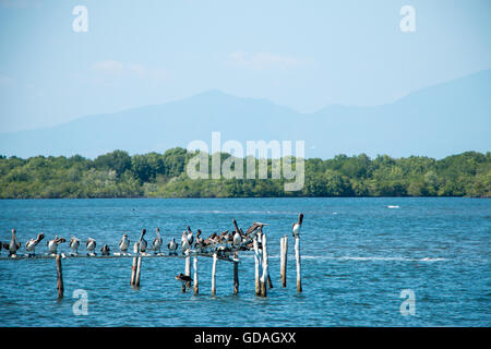 Pelikane, genießen Sie die Sonne thront auf einige Reste eines Wasser-Restaurants in der Nähe von Cordincillo bei El Paz in El Salvador Stockfoto