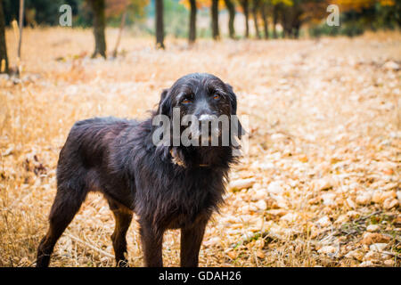 Dieser Hund ist ausgebildet, um nach Burgunder Trüffel zu suchen. In einem Eiche Wald im Herbst. Foto von Provence, Frankreich Stockfoto