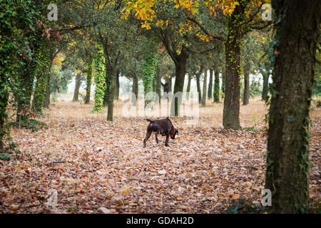 Hund sucht nach Burgunder Trüffel in einem Eiche Wald im Herbst. Foto von Provence, Frankreich Stockfoto