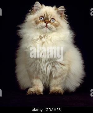 Colourpoint Perser Hauskatze Kitten vor schwarzem Hintergrund Stockfoto