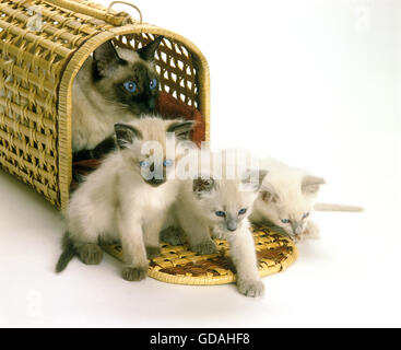Balinesische Hauskatze, weiblich mit Kätzchen im Korb gegen weiße Bakcground Stockfoto