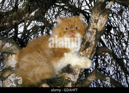 Rot und weiß Bicolor Perser Hauskatze, Erwachsene im Baum Stockfoto