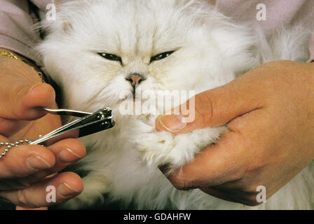 Frau eine weiße Perser Hauskatze Fellpflege wie Krallen schneiden Stockfoto