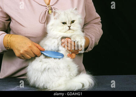 Frau, die pflegend einer weiße Perser Hauskatze, Pinsel Stockfoto