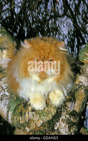 Rot und weiß Bicolor Perser Hauskatze, thront Erwachsenen im Baum Stockfoto