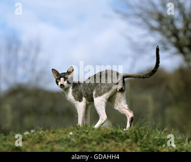 Rauchen und weiße Cornish Rex Domestic Cat, Männlich Stockfoto