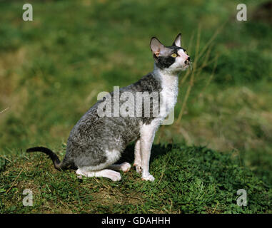 Rauch und weiße Cornish Rex Hauskatze, Männlich, sitzen auf dem Rasen Stockfoto