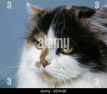 WEIß UND SCHILDPATT PERSISCHE DOMESTIC CAT, PORTRÄT VON ERWACHSENEN Stockfoto