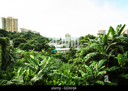 Grünes Dorf mit tropischen Pflanzen vor Hochhaus auf Lantau Island, Hong Kong Stockfoto