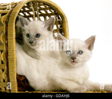 Balinesische Hauskatze, Kätzchen im Korb Stockfoto