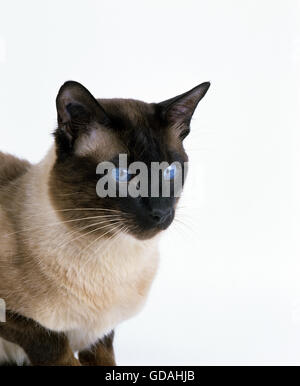 BALINESISCHE HAUSKATZE, PORTRÄT VON ERWACHSENEN MIT BLAUEN AUGEN Stockfoto