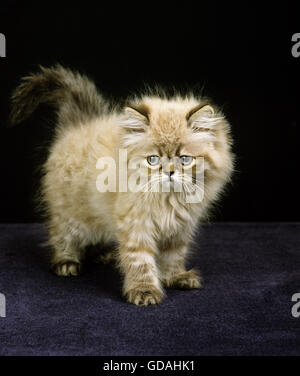 Colourpoint Seal Point persische Katze, Kätzchen auf schwarzem Hintergrund Stockfoto