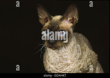 Cornish Rex Domestic Cat, Portrait auf schwarzem Hintergrund Stockfoto