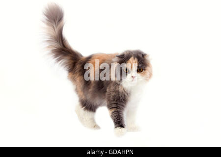 Blau-Creme und weiß Highland Fold Hauskatze, Weiblich Stockfoto