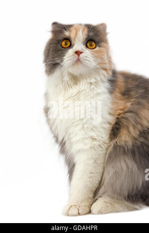 Blau-Creme und weiß Highland Fold Hauskatze, Weiblich Stockfoto