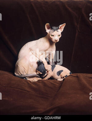 SPHYNX KATZE, WEIBCHEN MIT SPANFERKEL KÄTZCHEN Stockfoto