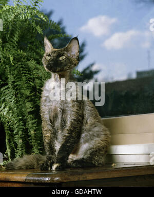 Devon Rex Domestic Cat Stockfoto