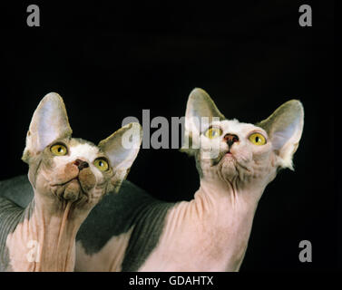 Porträt von Sphynx Domestic Cat Stockfoto