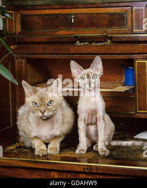 Devon Rex Domestic Cat, Mutter mit Kätzchen Stockfoto